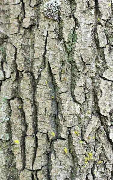 Árvore casca fundo — Fotografia de Stock