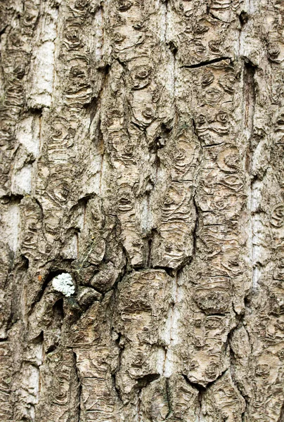 Textura de fondo — Foto de Stock