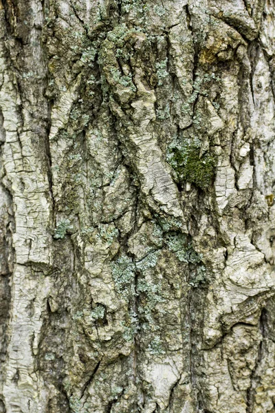 Textura de fondo — Foto de Stock