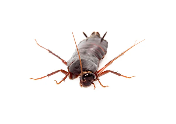 Cucaracha sobre blanco — Foto de Stock