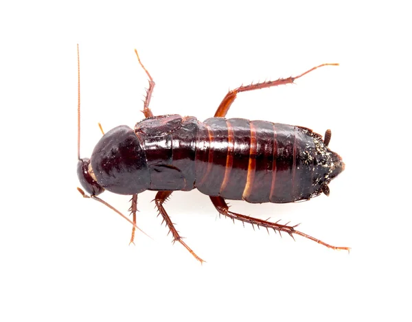 Cockroach on white — Stock Photo, Image