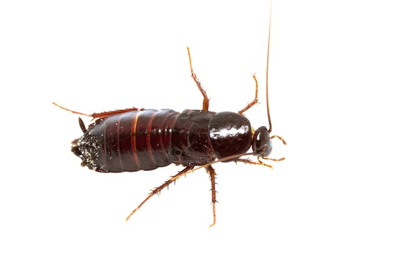 Cucaracha sobre blanco — Foto de Stock