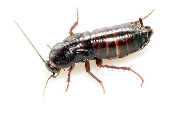 Cockroach on white — Stock Photo, Image