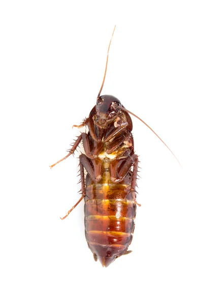 Cockroach on white — Stock Photo, Image