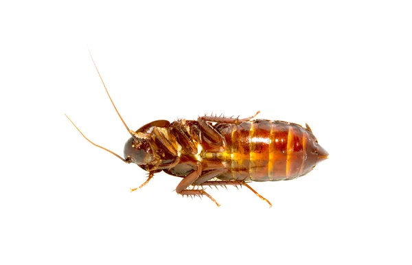 Cockroach on white — Stock Photo, Image