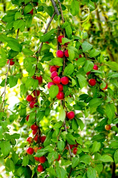 Ciruelas rojas — Foto de Stock