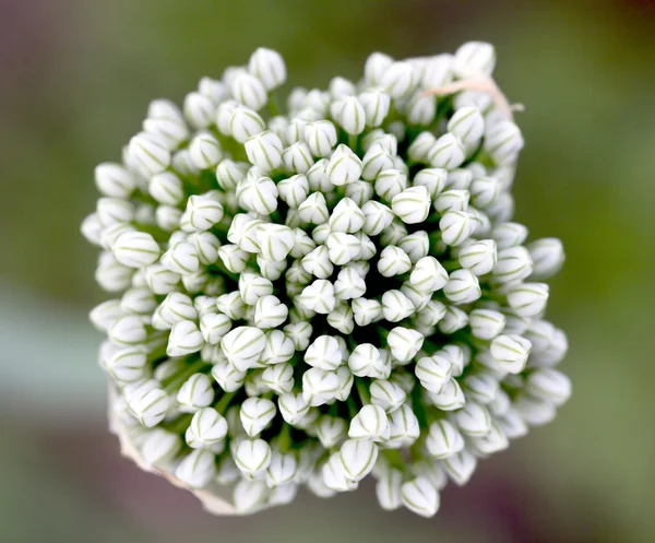 Flores de cebolla — Foto de Stock