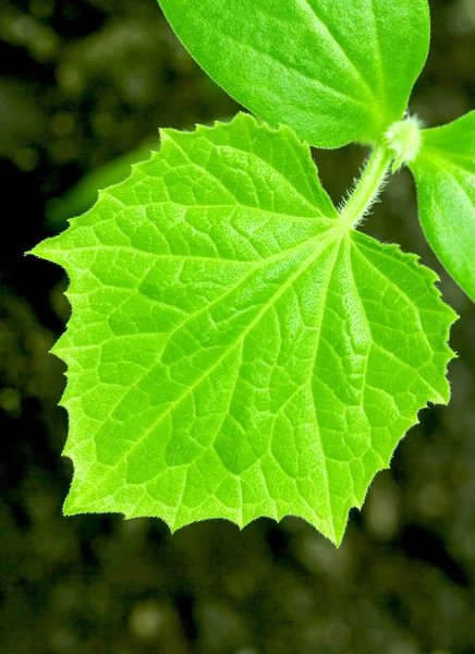 Zöld növényi levelek — Stock Fotó