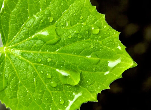 Grønt planteblad med vanndråper – stockfoto