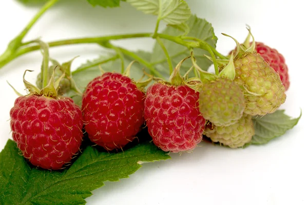 Branch with ripe raspberry — Stock Photo, Image