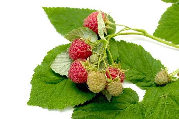 Branch with ripe raspberry — Stock Photo, Image