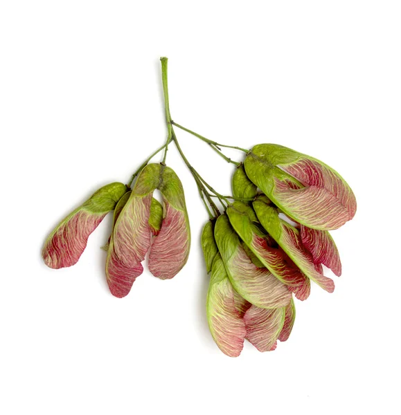 Maple seed — Stock Photo, Image