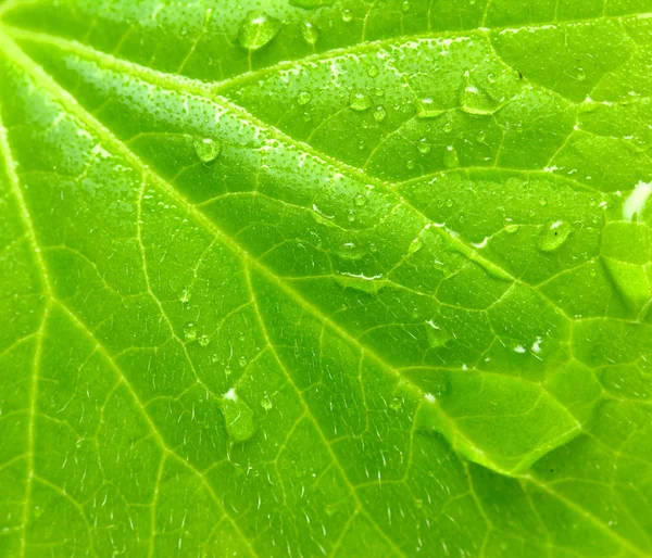 Green plant leaf with water drops — Stock Photo, Image