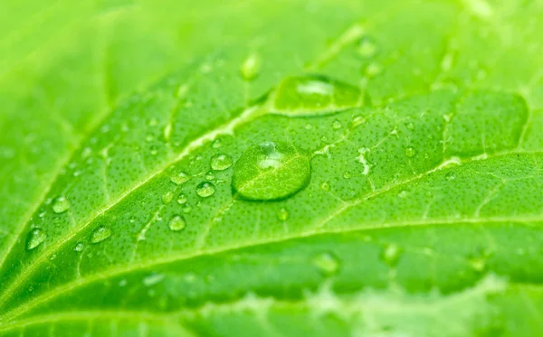 Πράσινο φύλλο φυτού με σταγόνες νερού — Φωτογραφία Αρχείου
