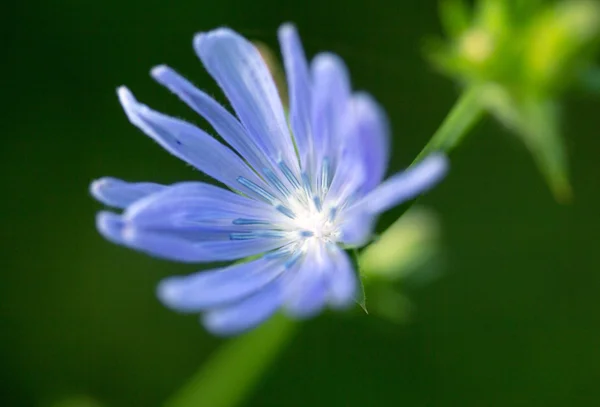 Natuur — Stockfoto