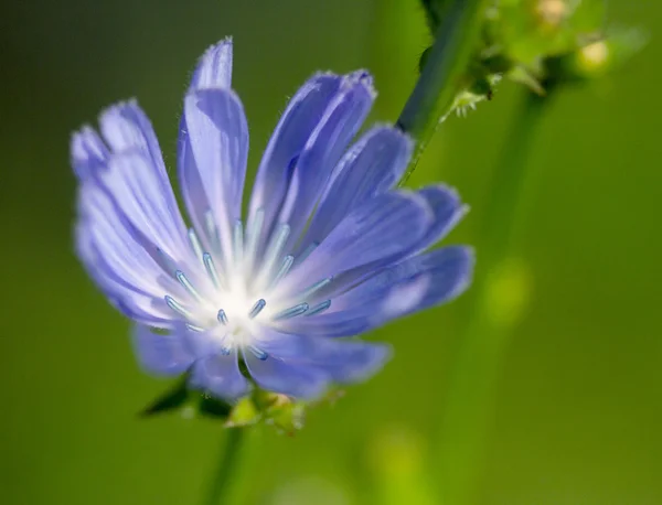 Natuur — Stockfoto