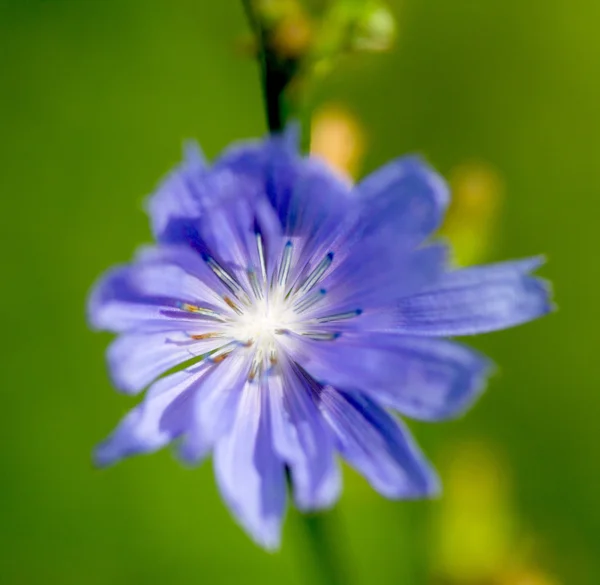 Natuur — Stockfoto