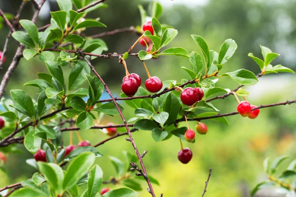 Naturaleza — Foto de Stock