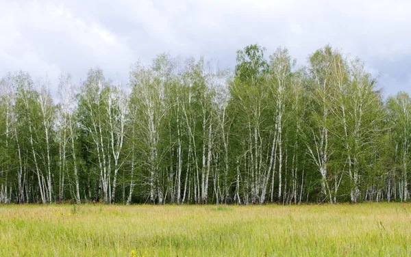 Natureza — Fotografia de Stock