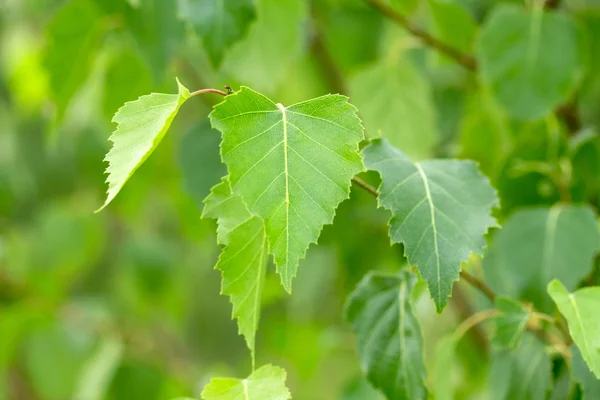 Nature — Stock Photo, Image