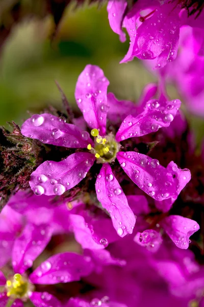 Nature — Stock Photo, Image