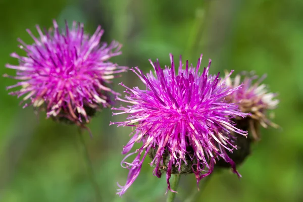 Flores de cardo — Foto de Stock