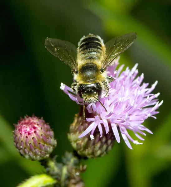 Abeja en flor de cardo — Foto de Stock