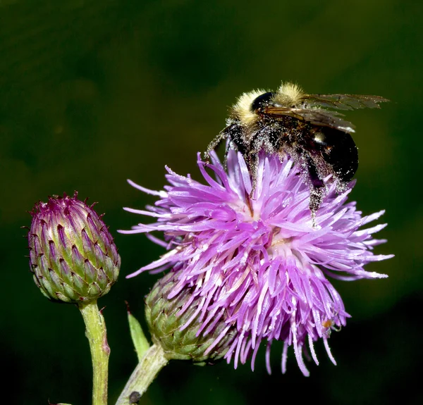 Včela na bodlákovém květu — Stock fotografie