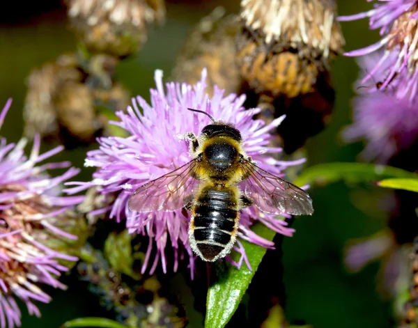 Bee on Thistle flower — Stock Photo, Image