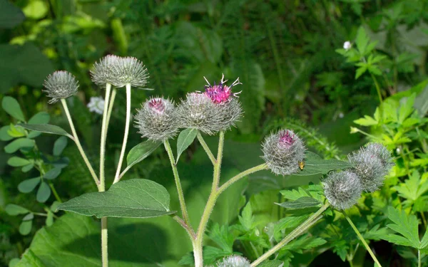 Thistle flowers — Stock Photo, Image