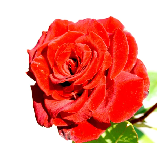 Red rose — Stock Photo, Image