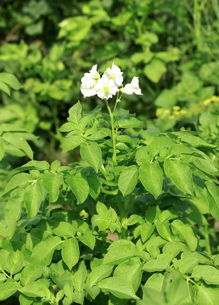 Doğa — Stok fotoğraf