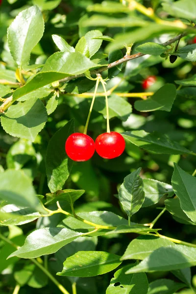 Naturaleza — Foto de Stock