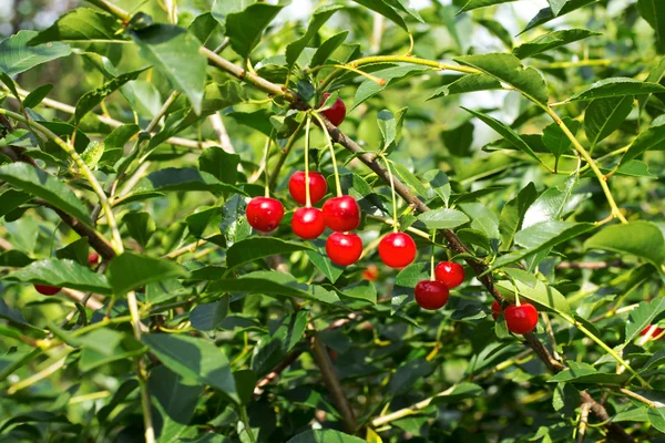 Natureza — Fotografia de Stock