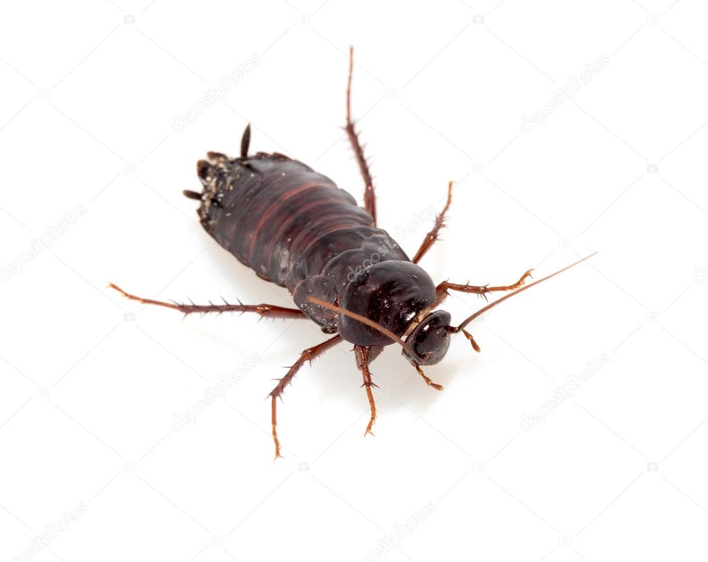 Cockroach on white