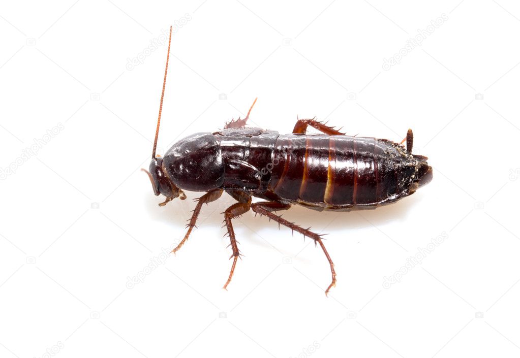 Cockroach on white