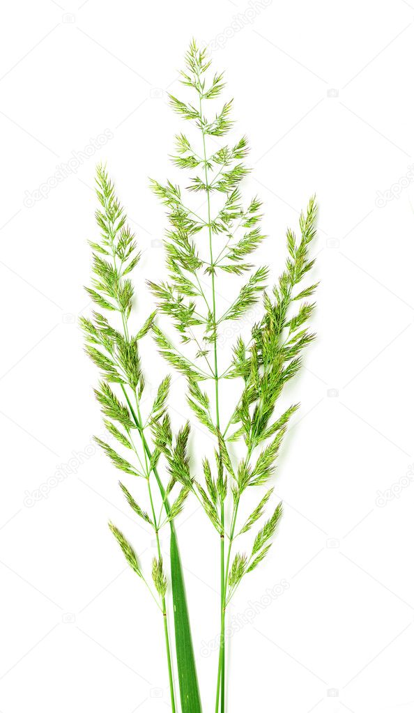 Green reed cane grass