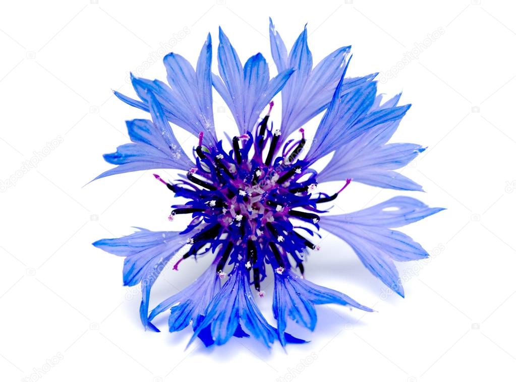 Knapweed flower