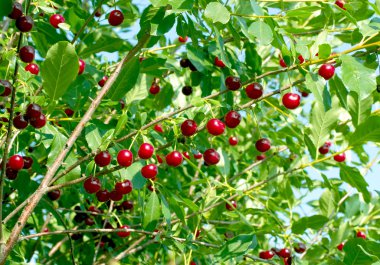 kersen opknoping op een kersenboom