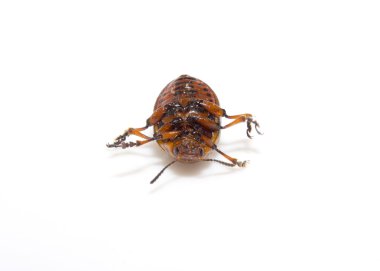 colorado Patates böceği