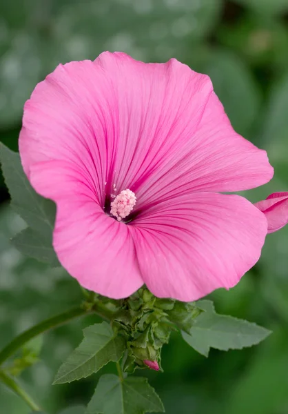 Naturaleza — Foto de Stock