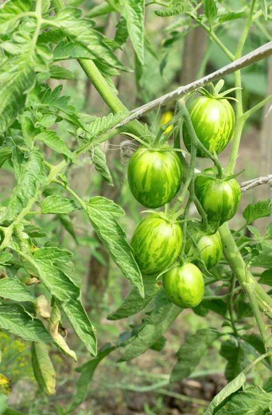 Natuur — Stockfoto