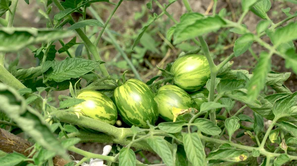 Natuur — Stockfoto