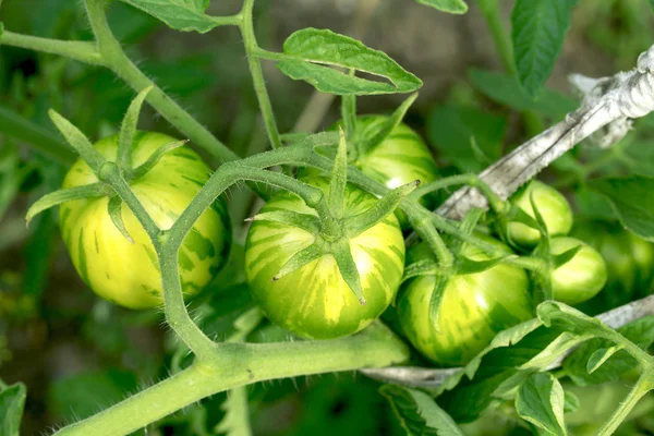 Natuur — Stockfoto