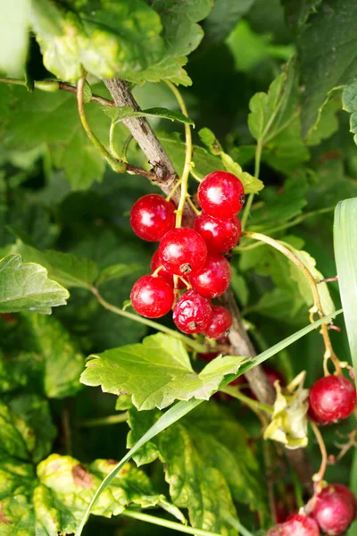 Natuur — Stockfoto