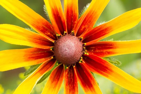 Natuur — Stockfoto