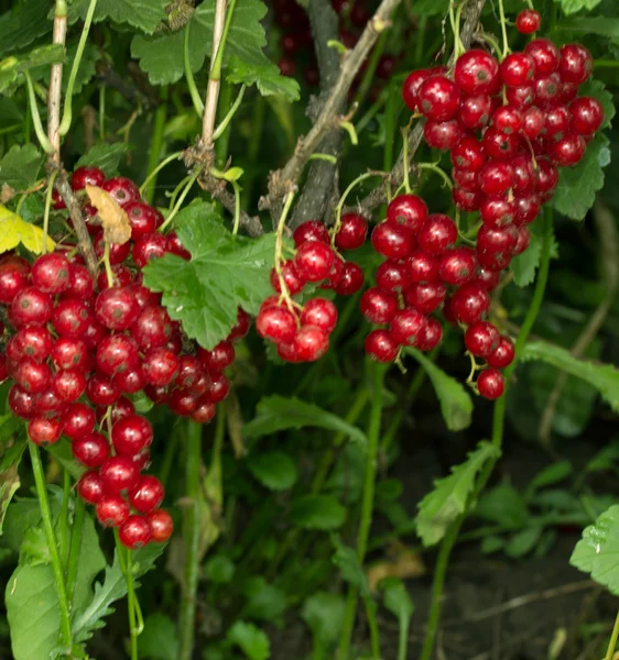 Natuur — Stockfoto