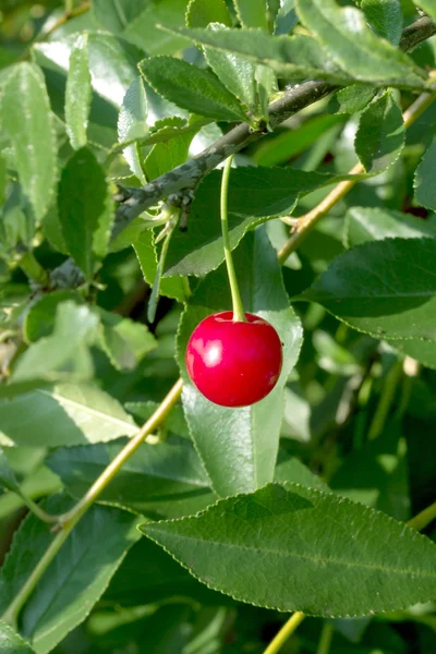 Nature — Stock Photo, Image