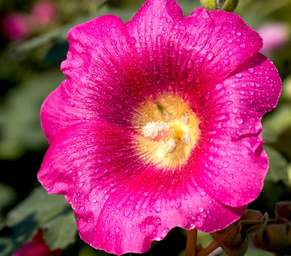 Natuur — Stockfoto