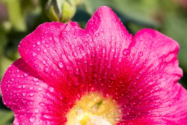 Natuur — Stockfoto